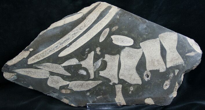 Polished Slab Of Ichthyosaur Vertebrae & Ribs #8249